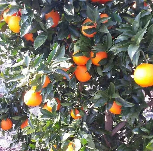 Apartament Casa Madama *